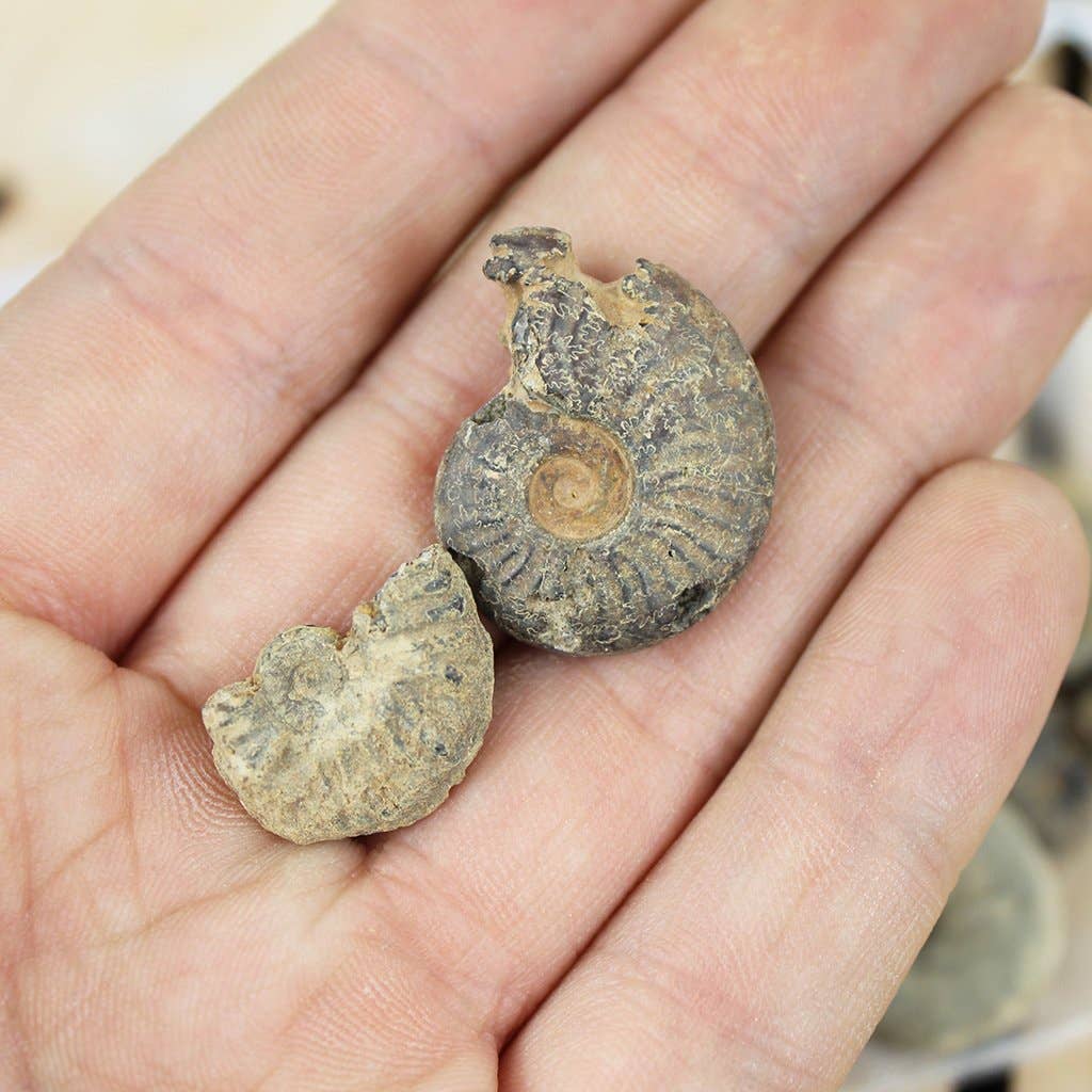 UNDERSUN.STORE - Venta al por mayor Piedras/cristales espirituales - Bolsa de fósiles naturales de Marruecos 150 g1