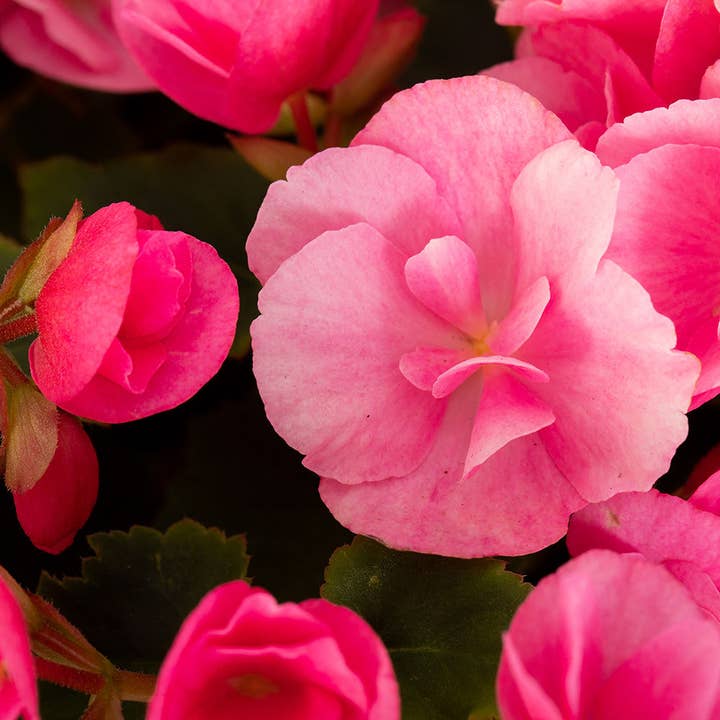 The Little Botanical – wholesale Live plant – British Grown Betulia - Light (Candy) Pink