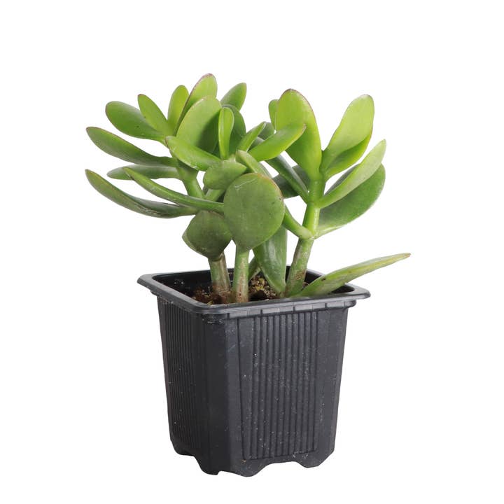 Thorsen's Greenhouse - Wholesale Succulent - Jade Succulent Plant - Live Plant