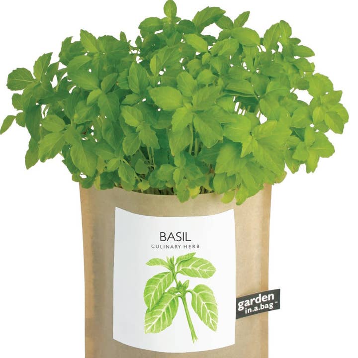 Potting Shed Creations, Ltd. - Wholesale Plant Seeds - Garden in a Bag | Basil | Gift idea for Cooks | Best Seller