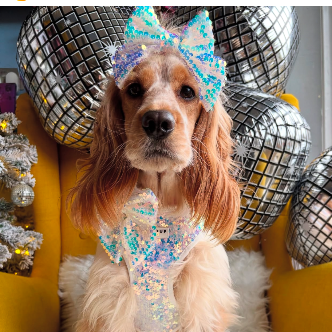 Cocopup London - Vendita all'ingrosso Pettorina - Cani - Imbracatura LUXE Party con Paillettes Olografiche31