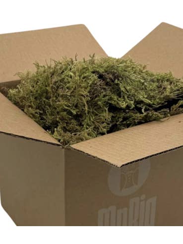 Mountain Moss "sphagnum" Standard Box for wholesale by Florasource
