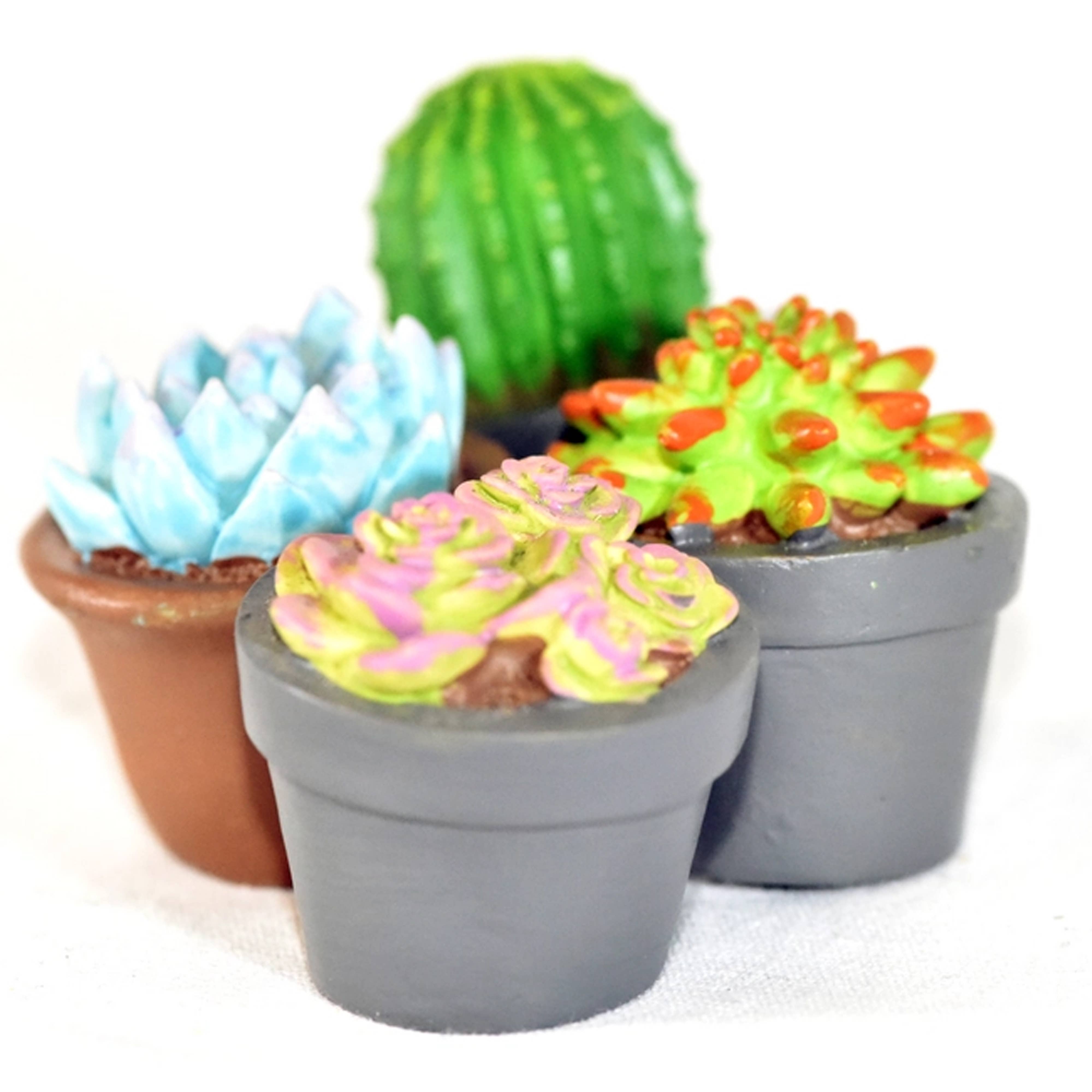 G & F Products - Vente Succulentes - Jardin Miniature Succulent, 4 pc1