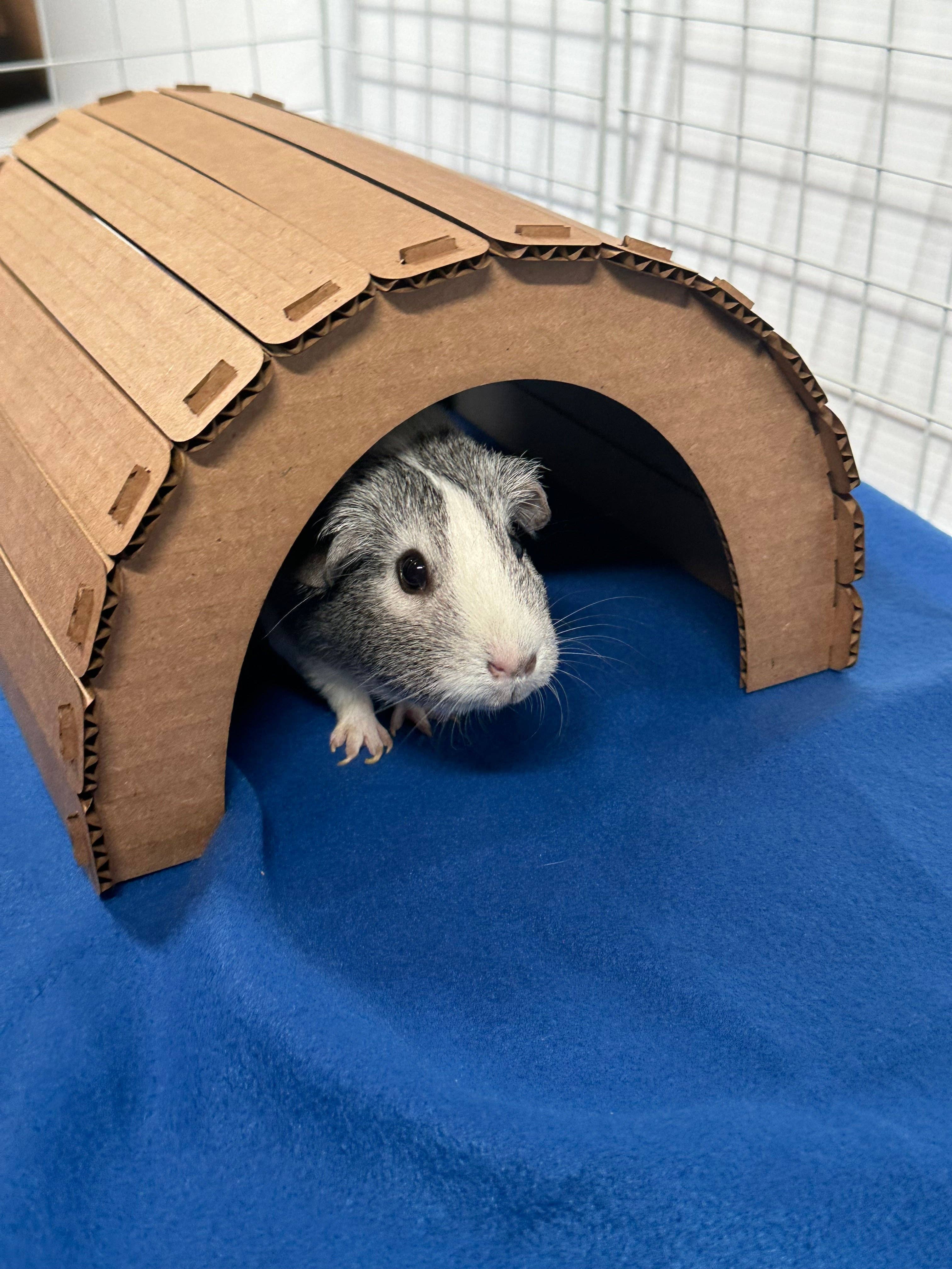 Grannys Little Homes - Vendita all'ingrosso Giocattolo per animali - Non gatti o cani - Tunnel in cartone3