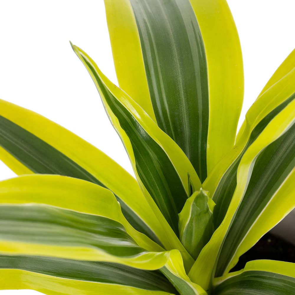 The Little Botanical – wholesale Live plant – Dracaena Deremensis (Lemon Lime)13