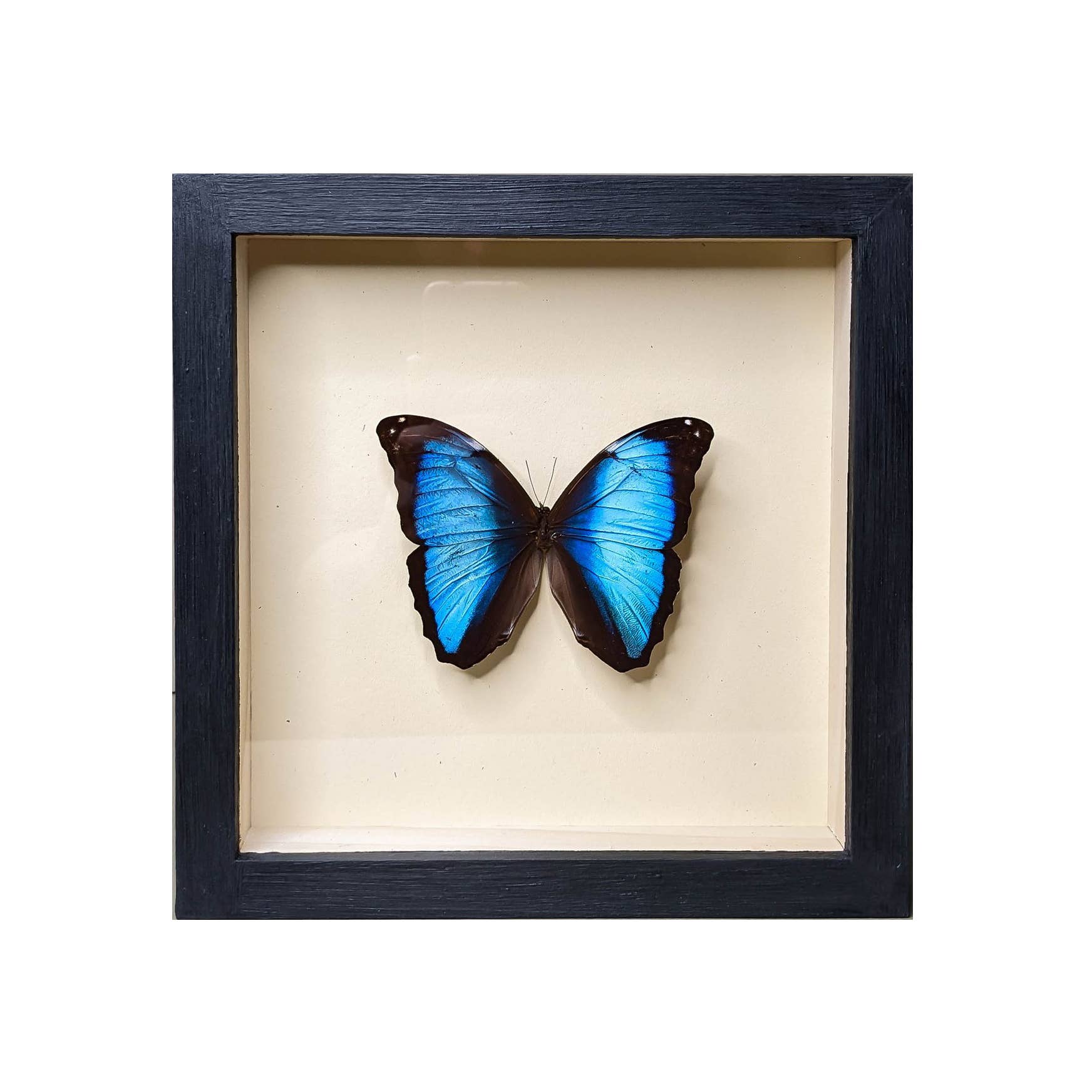 Green Beetle Shop - Wholesale Wall Accent - Blue-Banded Morpho Butterfly Shadowbox0