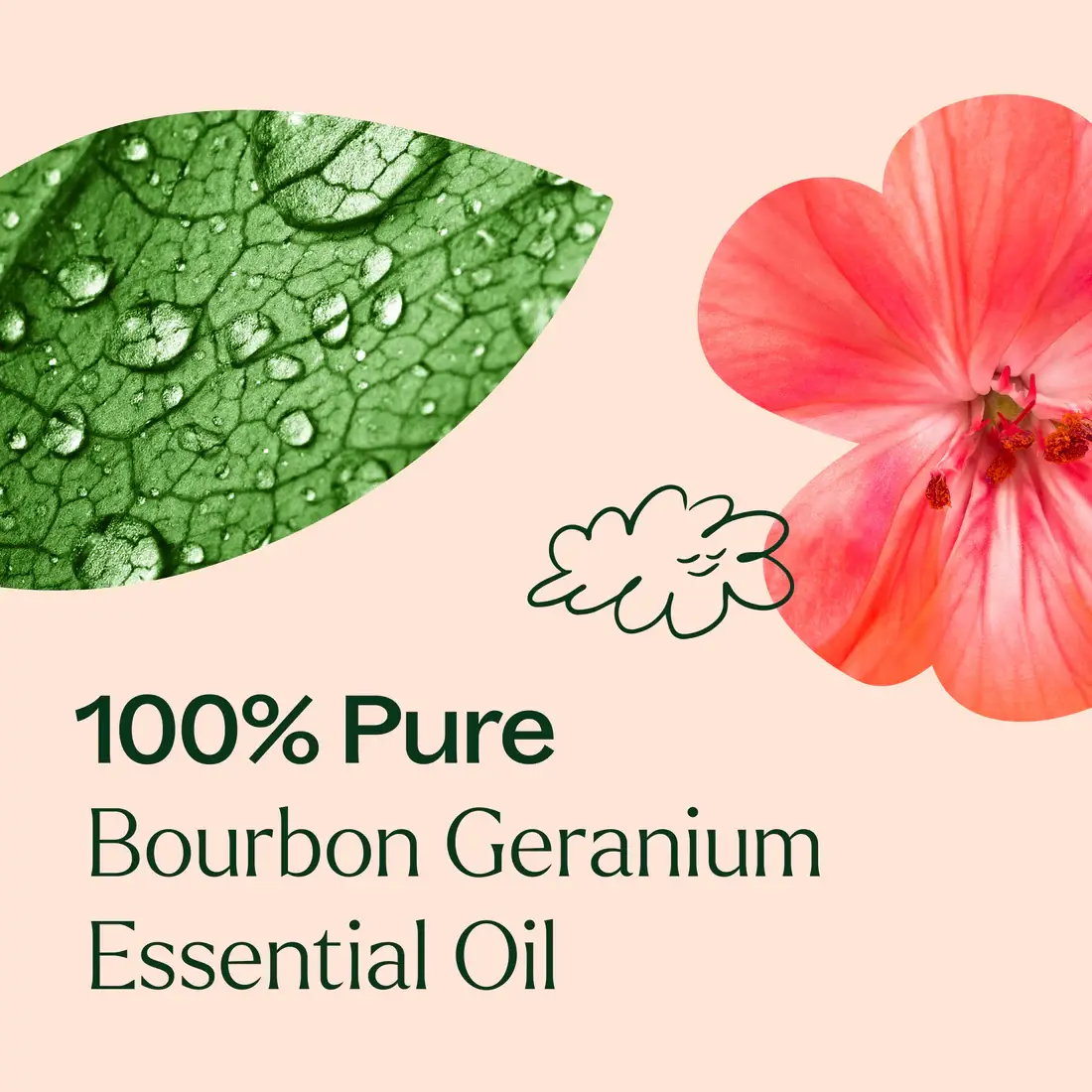 Plant Therapy - Wholesale Essential oil - Bourbon Geranium Essential Oil 5 mL4