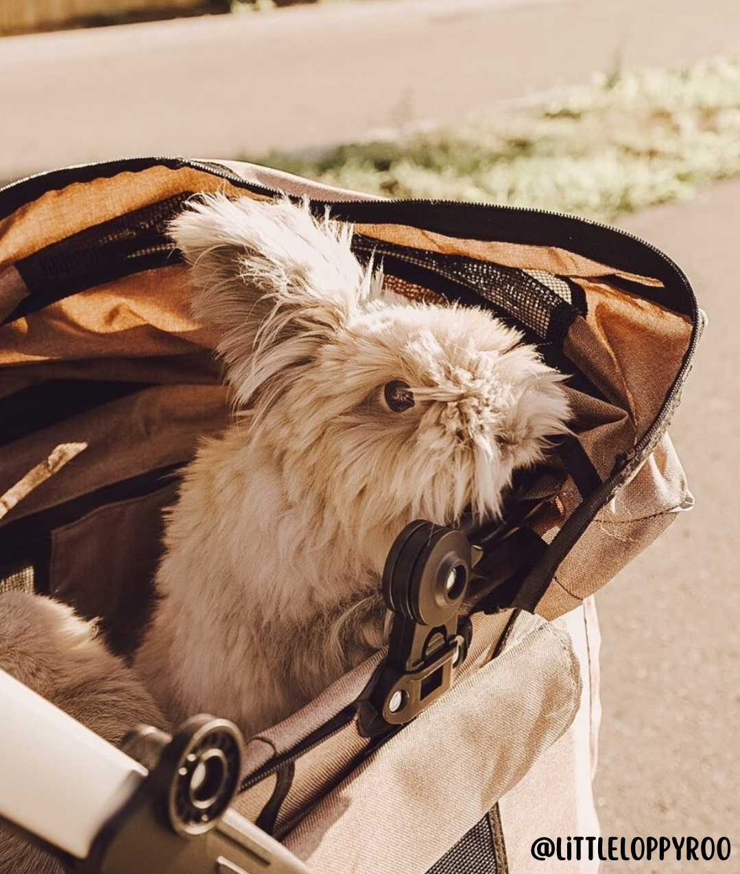 Petique - Wholesale Pet Carrier - Cat/Dog - Newport Pet Stroller (3-in-1 Travel System)23