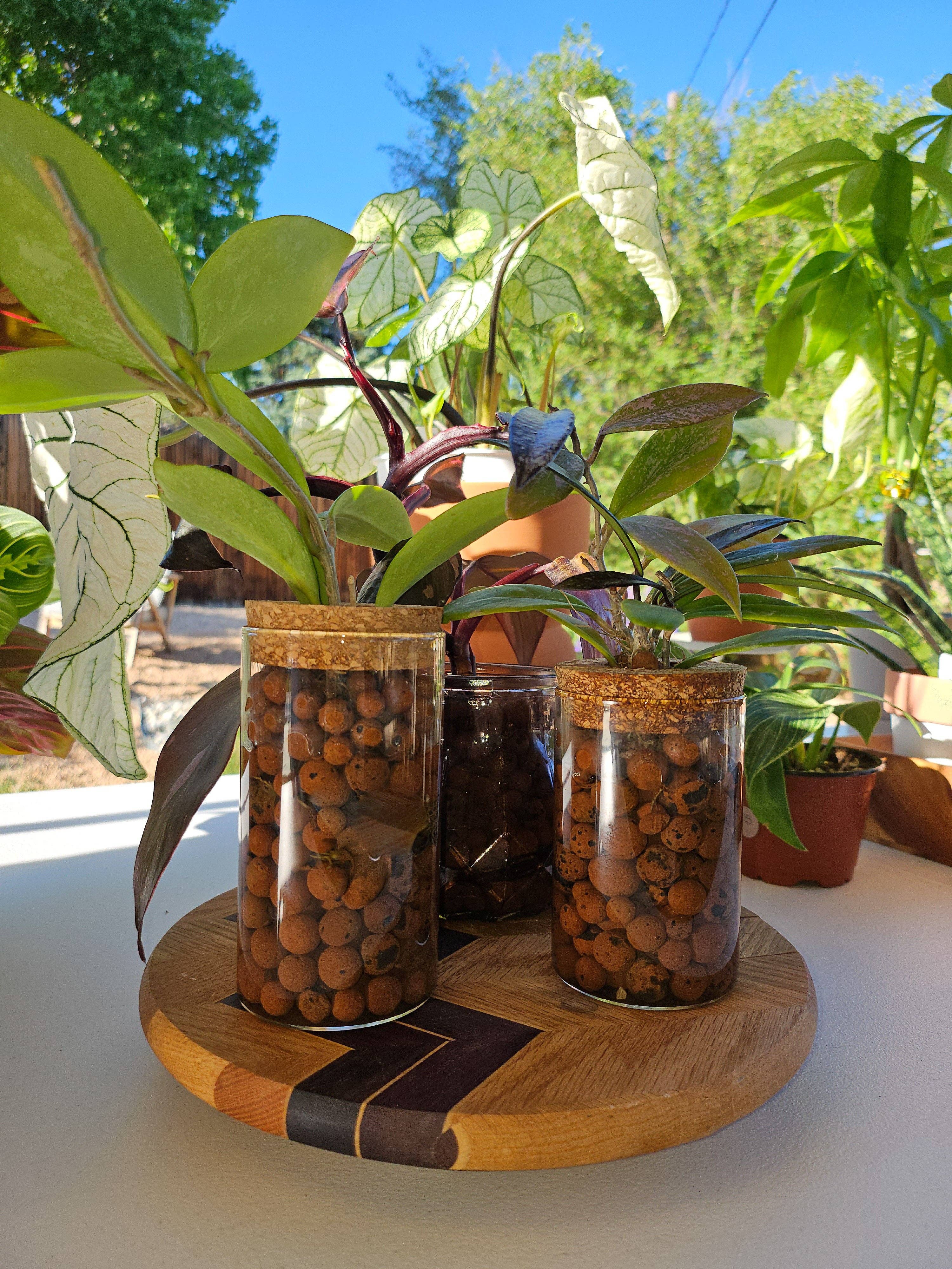 Bad Granny Botanicals - Wholesale Planting/Potting Soil - Ready to  Use LECA - 1qt2