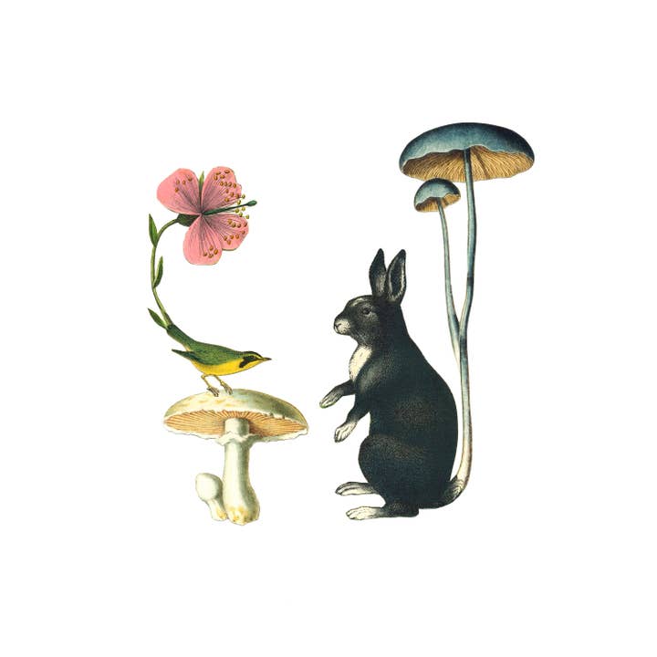 Coniglio, stampa di coniglio per la vendita all'ingrosso da parte di Nature Morph