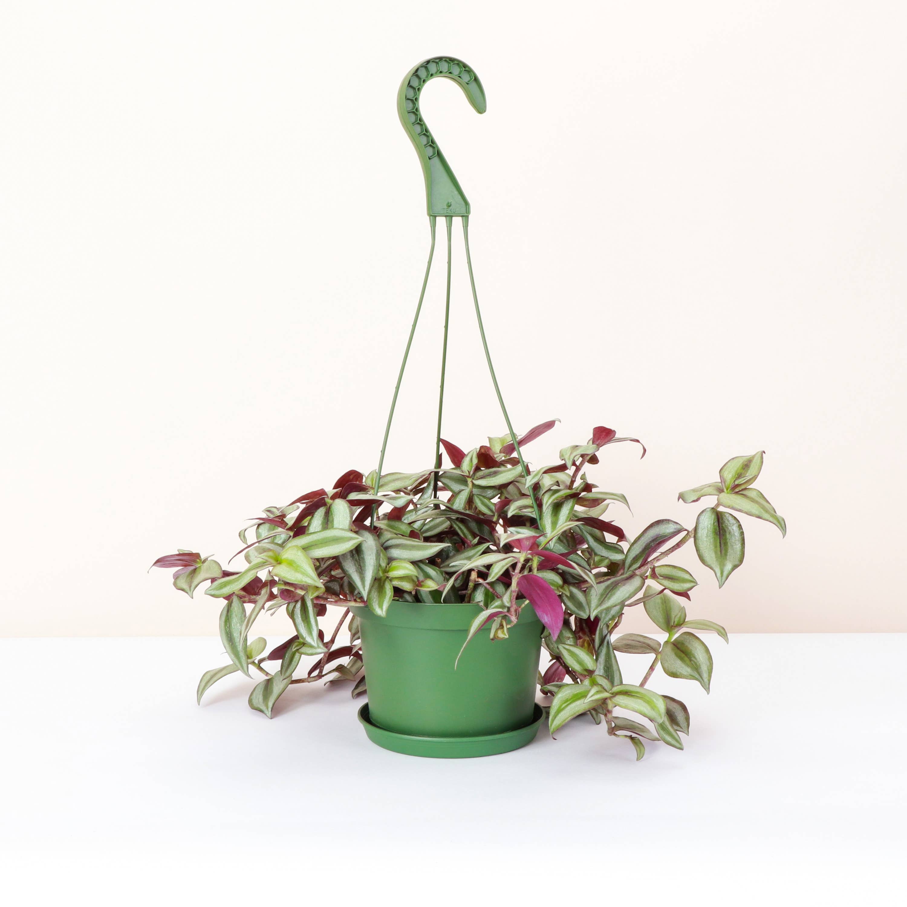 Thorsen's Greenhouse - Wholesale Live Plant - Tradescantia Hanging Basket - 6" Live Plant5