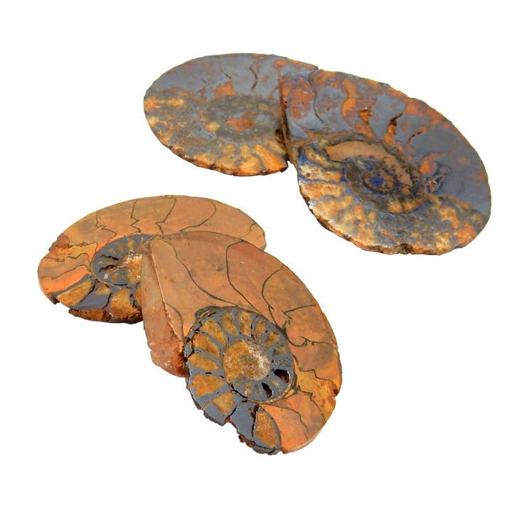 Rock Paradise - Wholesale Spiritual Stone/Crystal - Hematite Ammonite Fossil Pair - Medium4