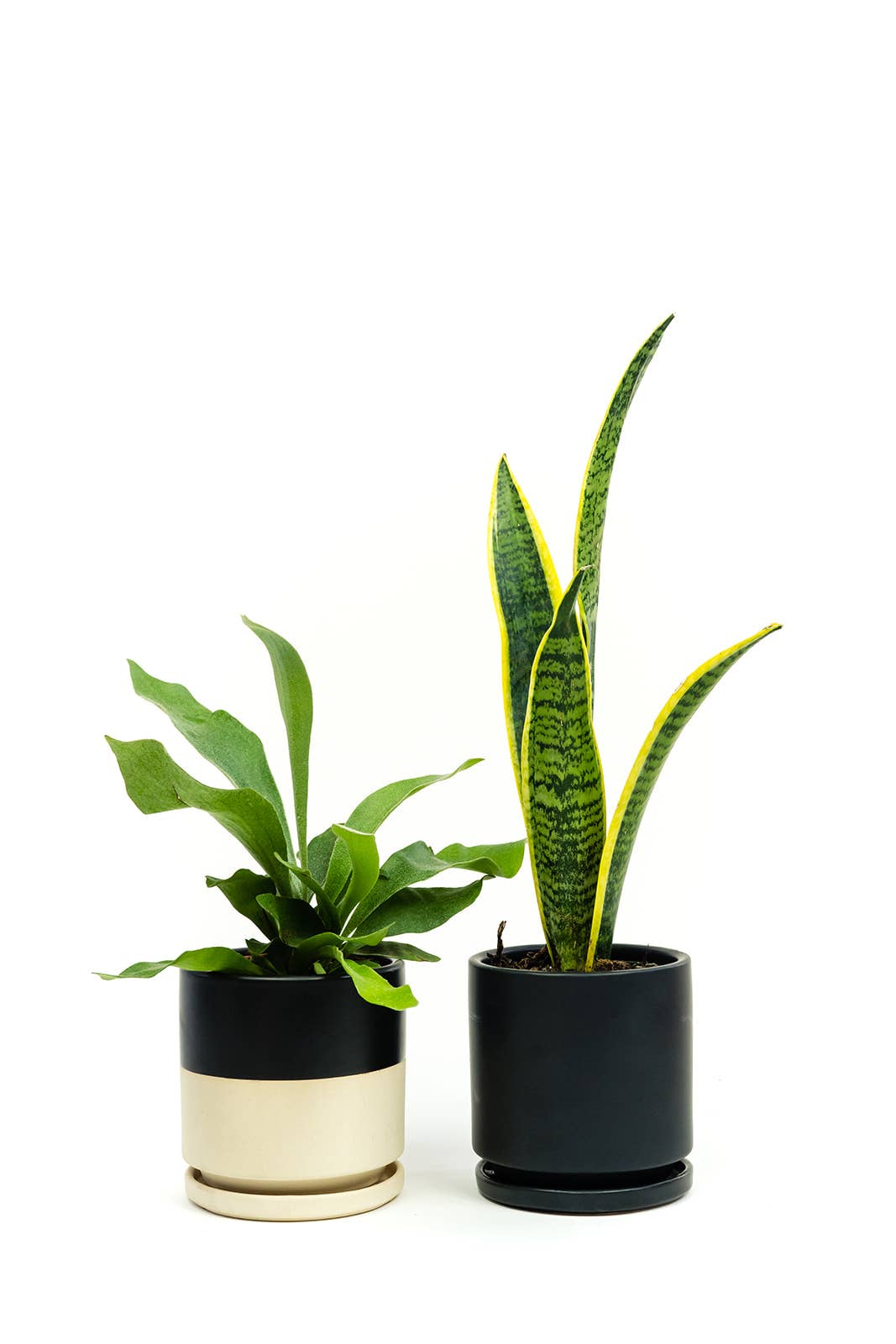 Momma Pots - Wholesale Plant Pot - 8.5" Gemstone Cylinder Pots with Water Saucers23