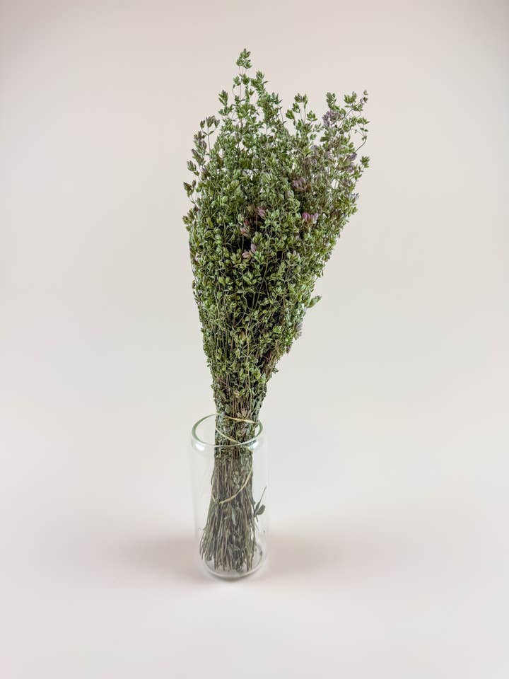 Santa Cruz Oregano – Green, Naturally Dried Floral Herb for wholesale by Lovejoy Farms Premium Dried Flowers