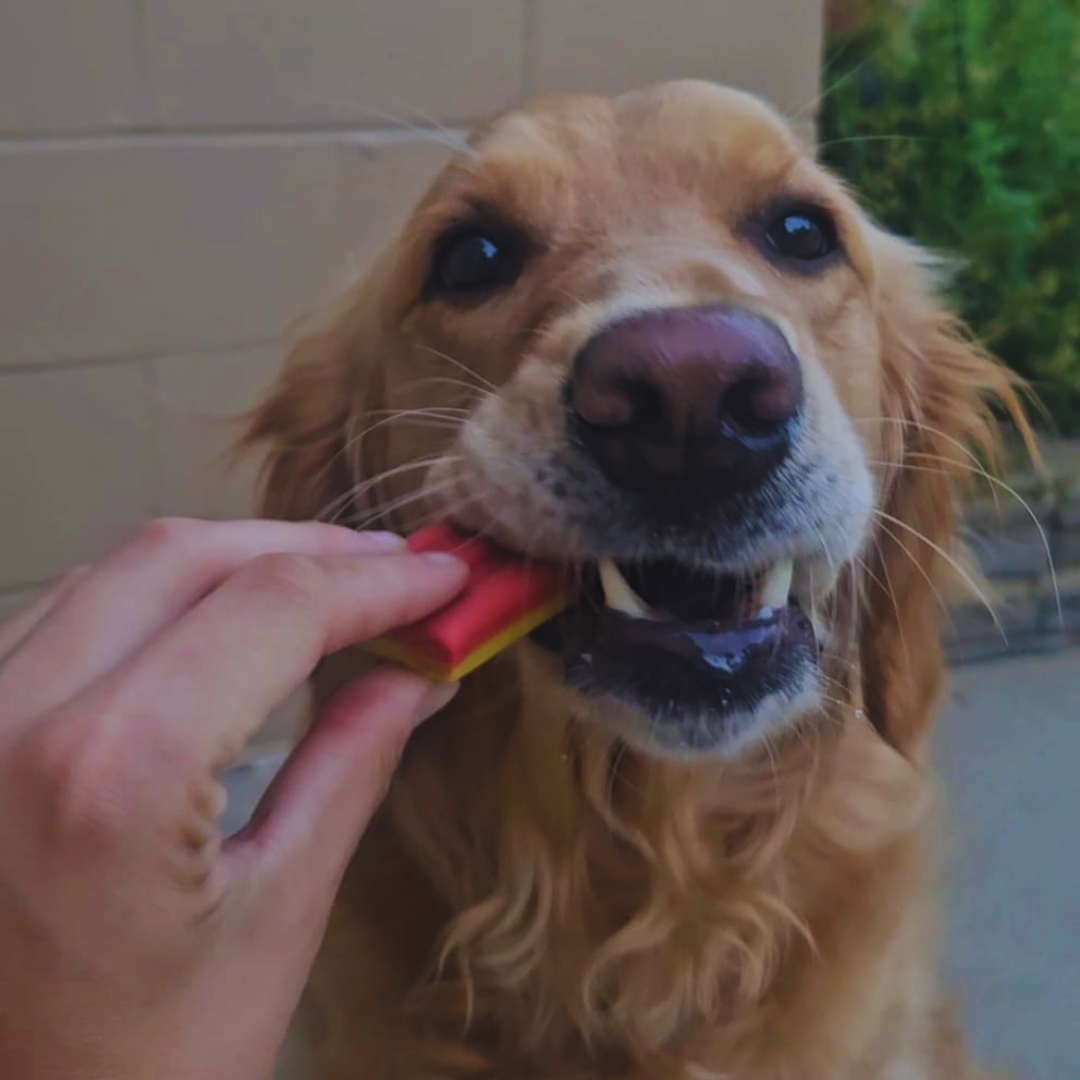 Elite Pet Distributors - Vente Friandises – chien - Barres de glace Spunky Pup pour chiens5