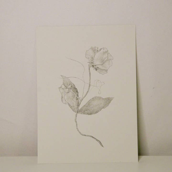 Sam Callery Art - Wholesale Art Print - Sweet Pea Stem Print