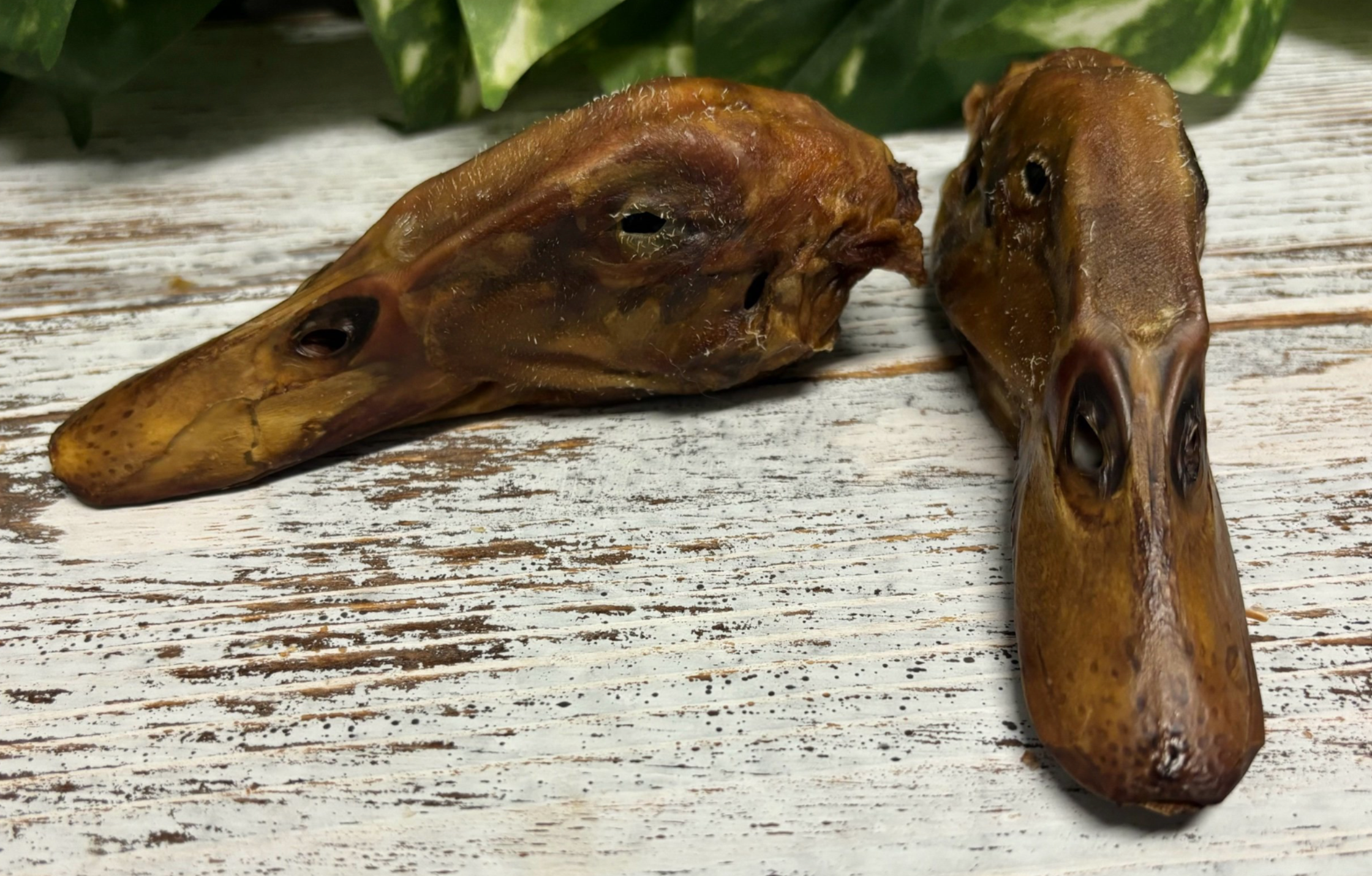 Rocky&Stella’s Treats - Wholesale Pet Treats - Dog - Dehydrated Duck Head1