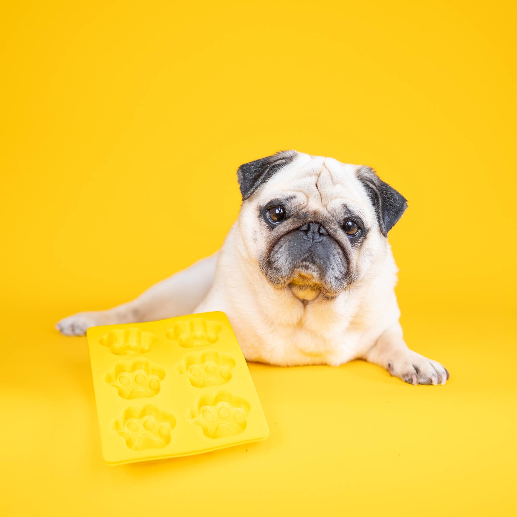 Dog & Bond – Award-Winning Pet Gifts & Dog Treat Kits – wholesale Chocolate/candy mould – 6-Paw Silicone Mould for Baking and Freezing 2-Pack, Yellow1
