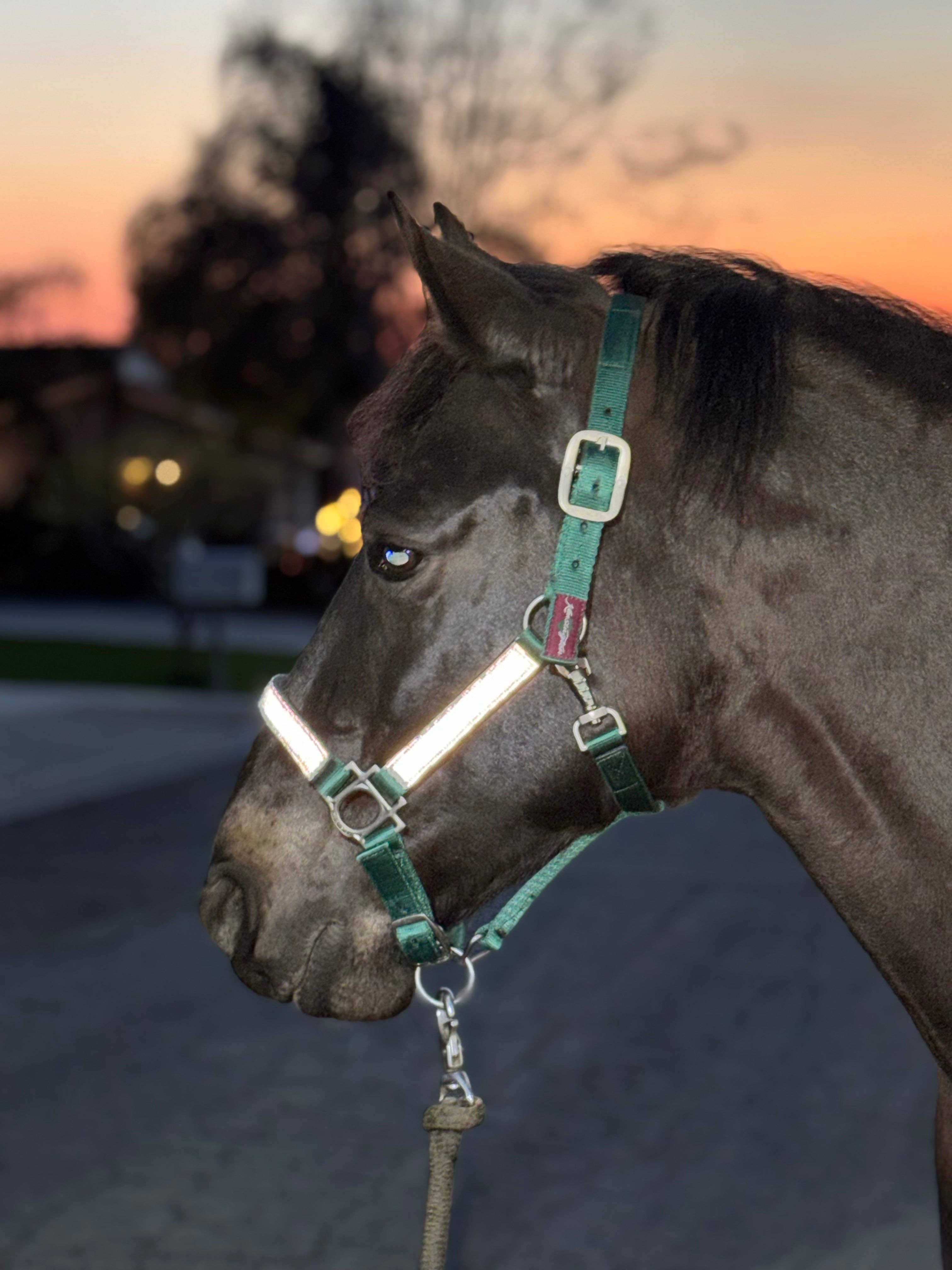 Kensington - Wholesale Horseback Riding Gear - Premium Nylon Halter4