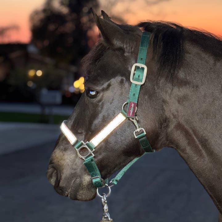 Kensington - Wholesale Horseback Riding Gear - Premium Nylon Halter4