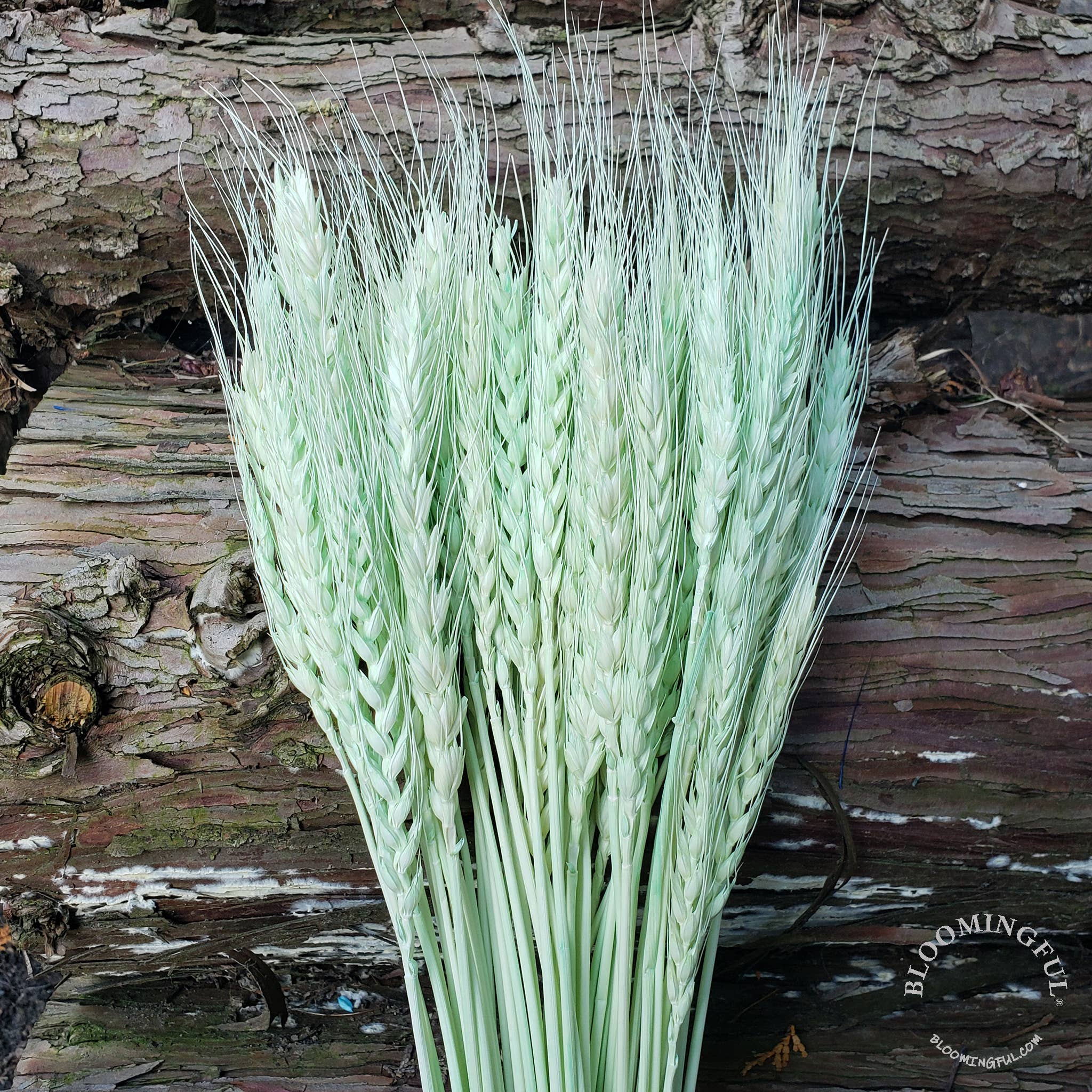 BLOOMINGFUL.COM – wholesale Torkade/pressade blommor – Torkat Vete, 50stems - Mjuk mynta (020)0