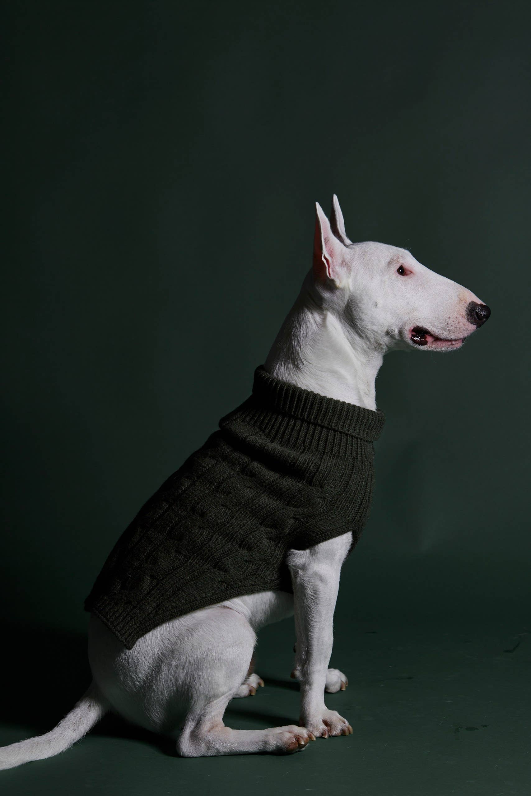 ARISTOPET - Vendita all'ingrosso Maglione - Cani - MAGLIA ASPEN7