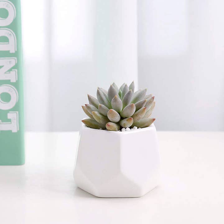 Kiwi's Garden Center - Wholesale Plant Pot - Hexagonal Ceramic Pot 3.5" - White