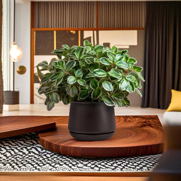 Truu Design - Wholesale Plant Pot - Truu Design Matte Ceramic Plant Pots and Planters-5.9" Dia.