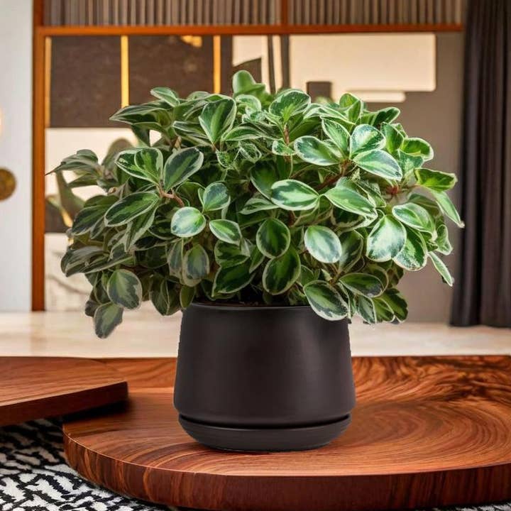 Truu Design Matte Ceramic Plant Pots and Planters-5.9" Dia. and other Purchase Wholesale 4 inch nursery pots. Free Returns & Net 60 Terms on Faire trending on Faire.