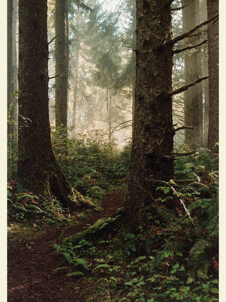 Sitka Spruce - Carte postale 4x6 pouces pour la vente par Will Suiter Photography & Studio