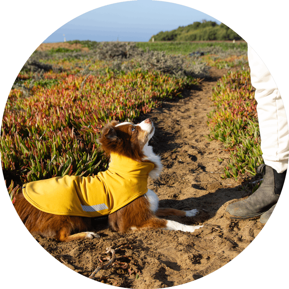 Wildebeest - Wholesale Pet Raincoat - Dog - All Weather Dog Jacket | Waterproof Dog Rain Coat | Fleece6