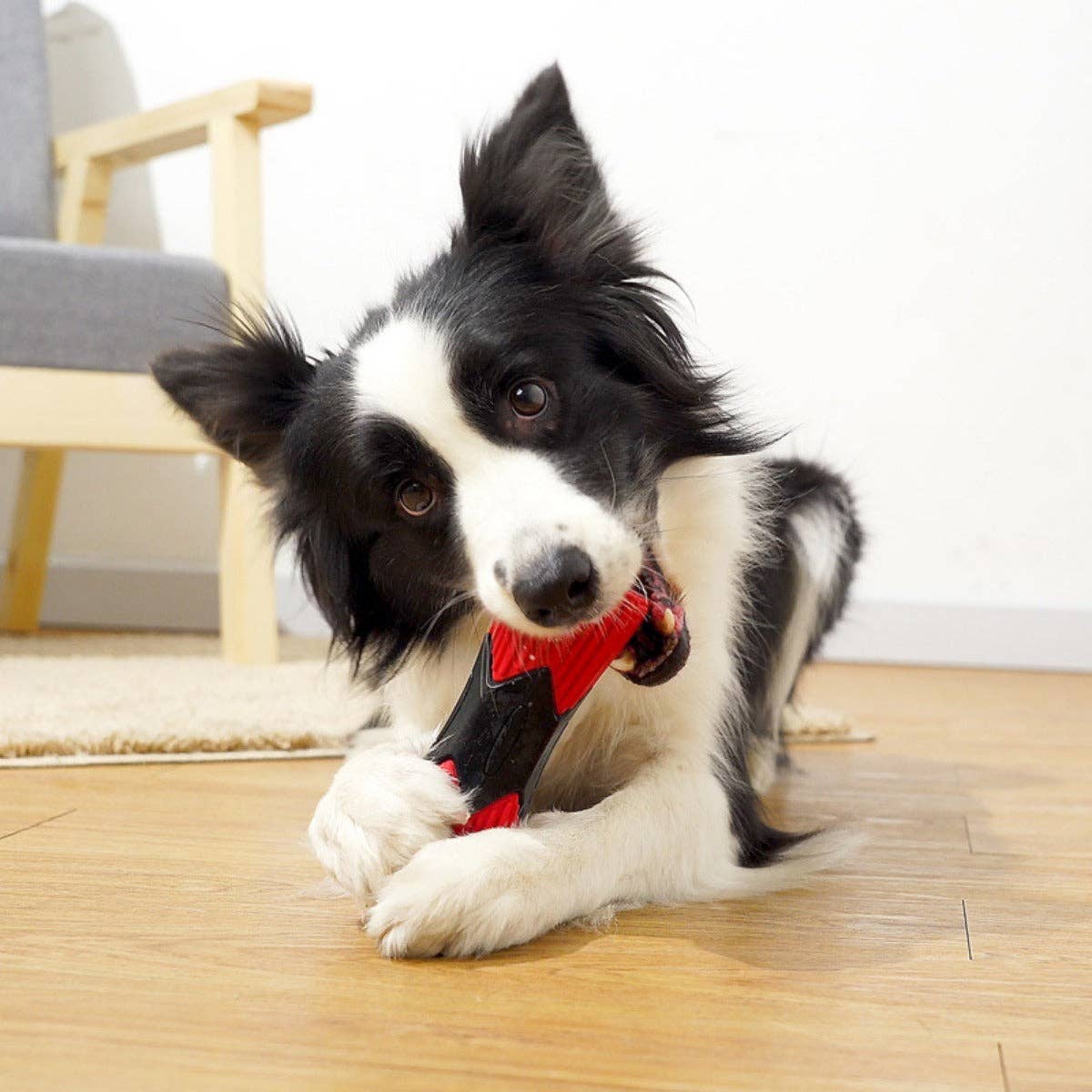 Cheerhunting – wholesale Tuggleksak för hund - Hund – Chewia - Cylinder Chew Squeaky Toy5