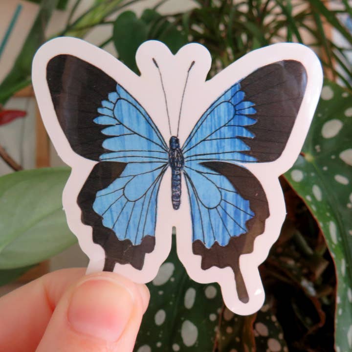 Ulysses Butterfly Sticker for wholesale by Kathryn Churn Designs