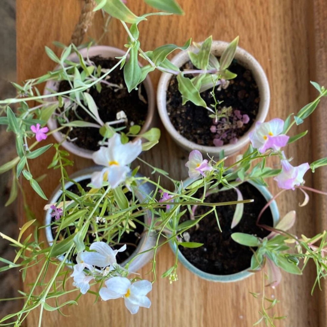 Hyggelight | The Growing Candle ® - Vente Bougie en bocal - Willow | Bougie de culture, étiquette de graines de fleurs, idée cadeau5