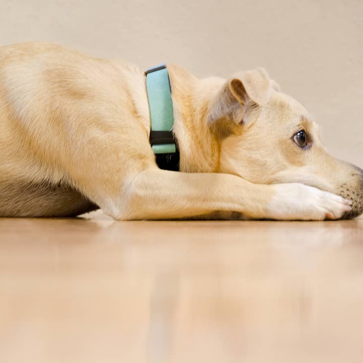 Comfort Suede Dog Collar for wholesale by Sleepypod