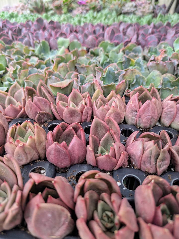 Succulentes en pot vivantes de 2" de large pour la vente par The Succulent Shed Co