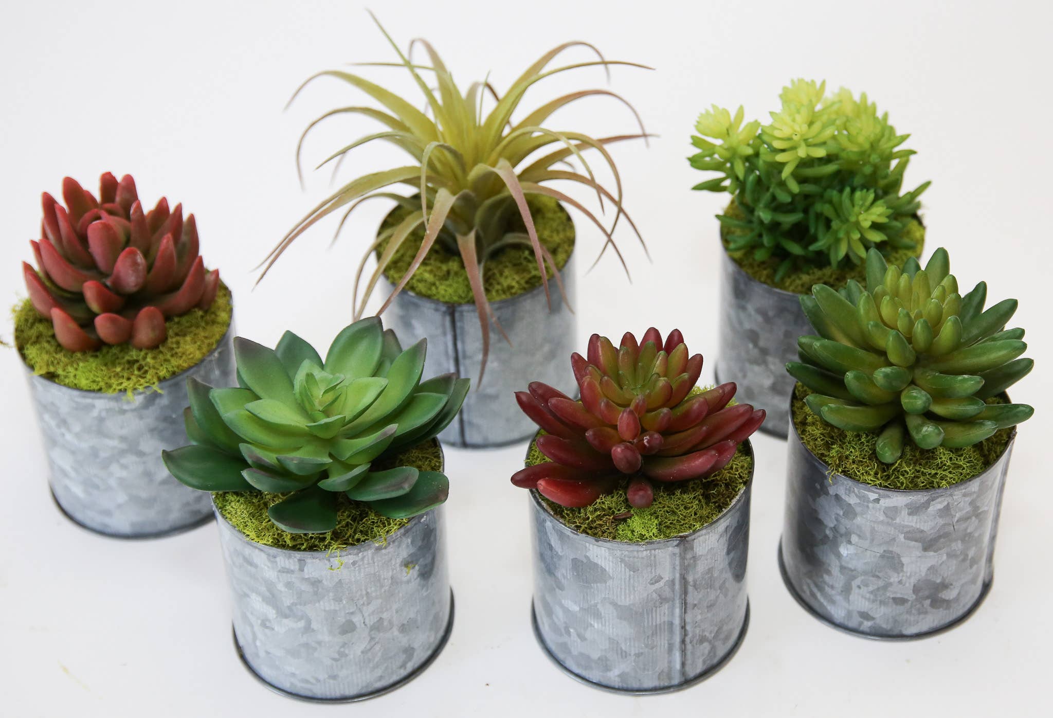 Forever Green Art - Wholesale Succulent - Succulent Tin 2