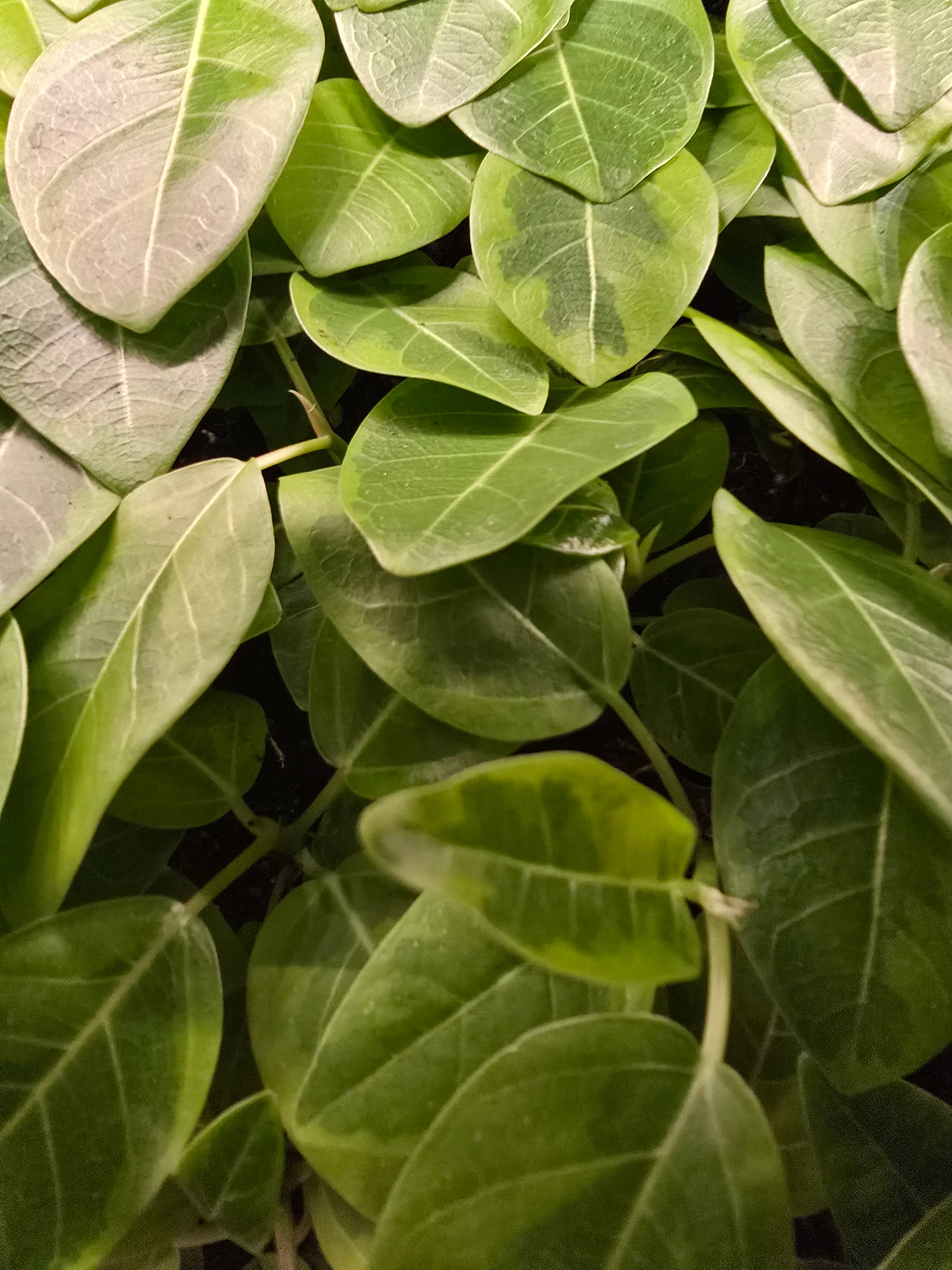 Dick's Sticks and Exotics - Wholesale Live Plant - Growers Choice Mega Mix. Unpotted. 1