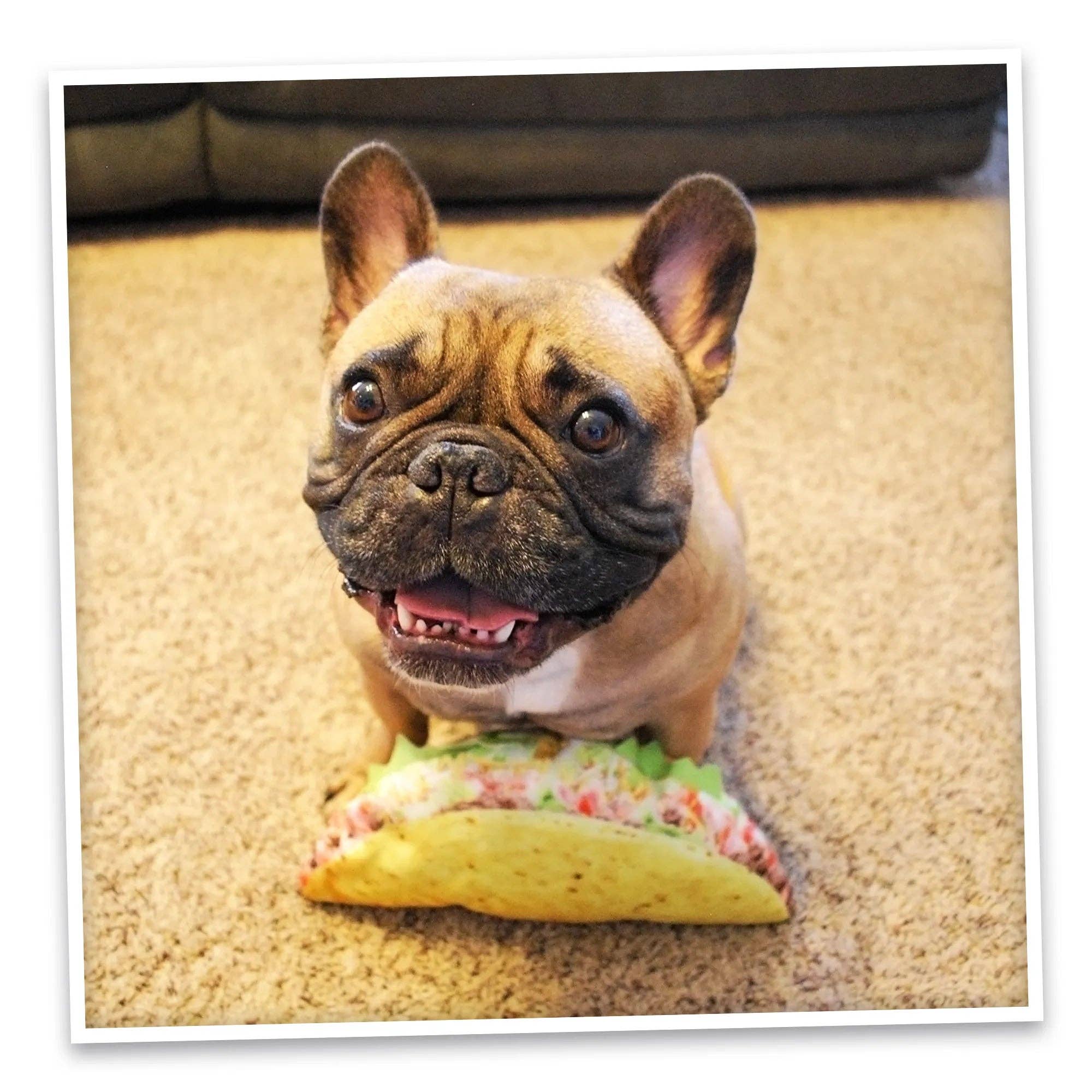 SmarterPaw | Meowijuana & Doggijuana – Großhandel Plüschtier – Hund – Doggijuana® Hol dir die Munchies Taco Nachfüllbares Hundespielzeug6