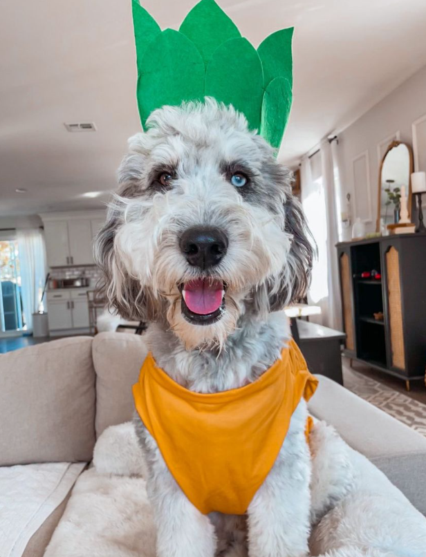 Midlee Designs - Wholesale Pet Costume - Dog - Midlee Pineapple Dog Costume4