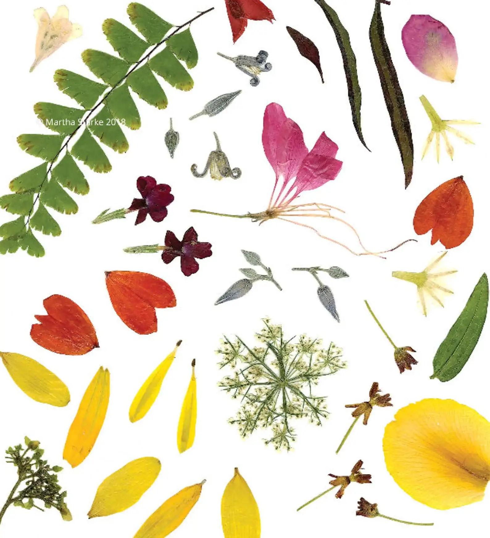 Petal People Press – Cartão de saudação diária por atacado – Verão3