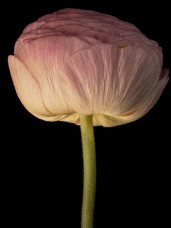 Floral wenskaart voor wholesale door Talfoto Studio