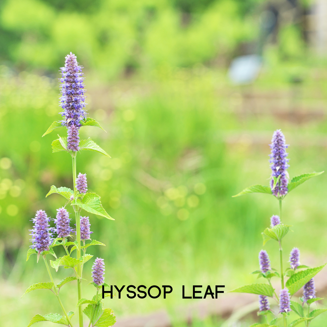 My Balance - Wholesale Oral Supplement/Vitamin - Colon Cleanse10