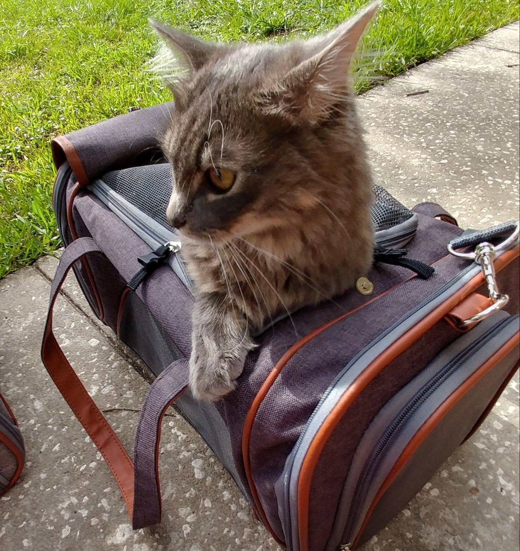 Mr. Peanut's - Wholesale Pet Carrier - Cat/Dog - Mr. Peanut's Gold Series Standard Size Airline Compliant Pet Carrier17