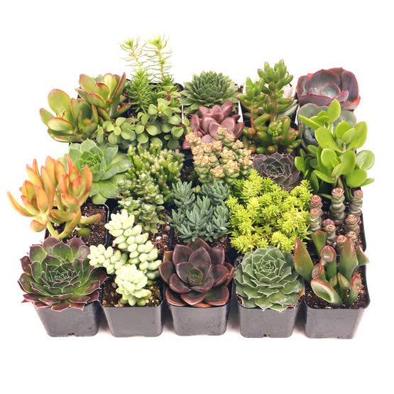 Mountain Crest Gardens - Vente Succulentes - Pack ultime de succulentes variées 25 unités (25 variétés, pots de 2")2