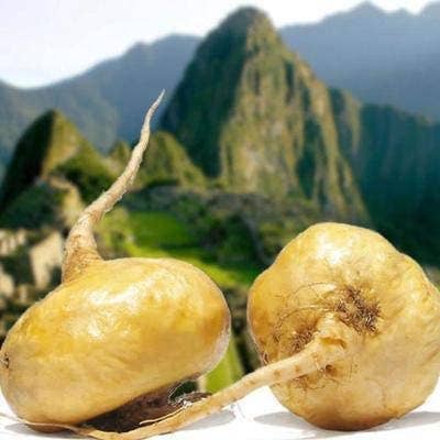 Ganesa Trading - Venta al por mayor Proteínas y superalimentos en polvo - Polvo de raíz de maca orgánico importado de Perú, USDA