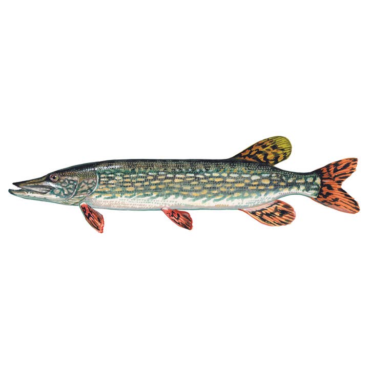 Northern Pike - Future FishTargets for wholesale by FishTargets