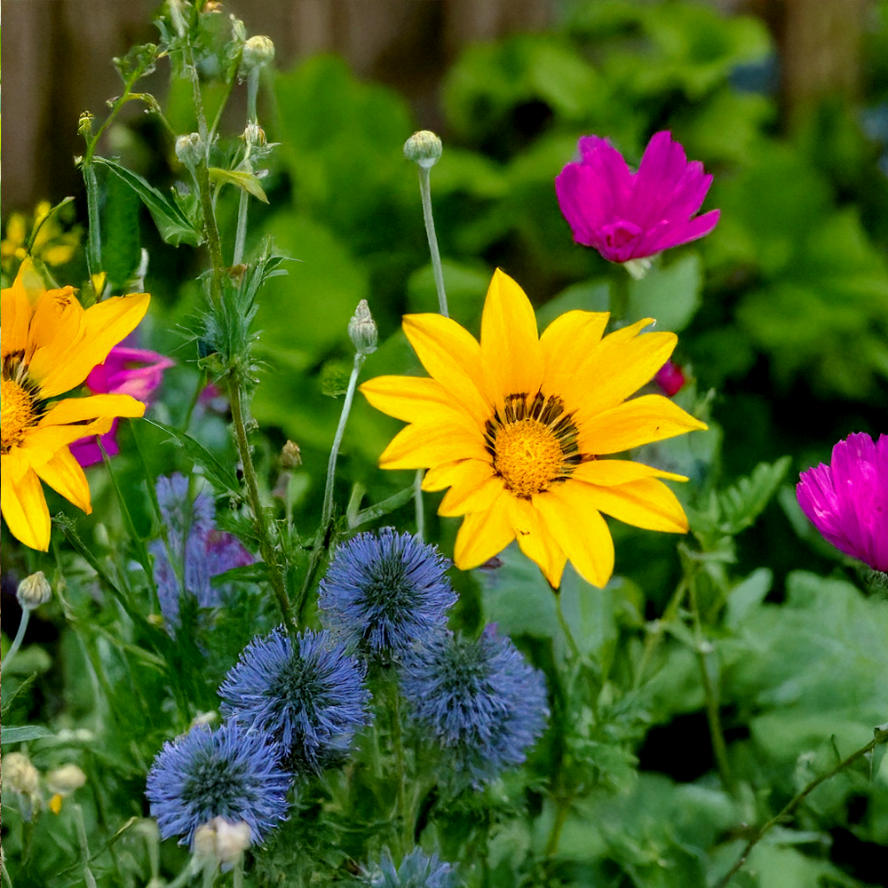 Chive - Wholesale Plant Seeds - Shido Seeds: Wildflowers Flower Seeds Packet - Plant Care Accessories, Plant Related Gifts, Plant Art2