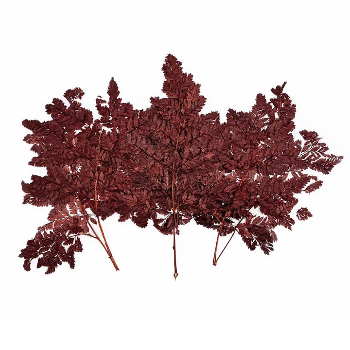 2626 Designs - Vente Fleur séchée/pressée - Fougère Davallia Mariesii séchée et préservée16