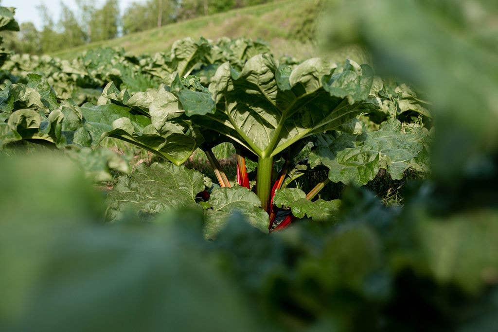 COUR RHEOUM - Wholesale Wellness Juice/Tonic - Rhubarb truth1